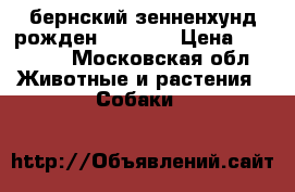 бернский зенненхунд рожден 5.04.18 › Цена ­ 20 000 - Московская обл. Животные и растения » Собаки   